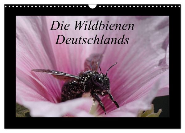 Produktbild: Die Wildbienen Deutschlands (Wandkalender 2026 DIN A3 quer), CALVENDO Monatskalender