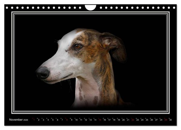 Produktbild: Galgo Espa&ntilde;ol 2026- Der spanische Windhund (Wandkalender 2026 DIN A4 quer), CALVENDO Monatskalender