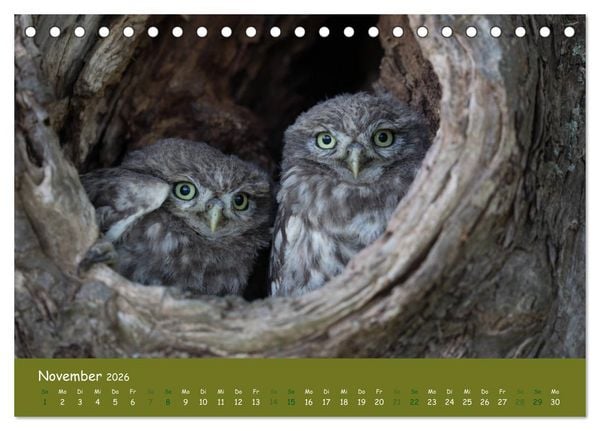 Produktbild: Steink&auml;uze (Athene noctua) (Tischkalender 2026 DIN A5 quer), CALVENDO Monatskalender