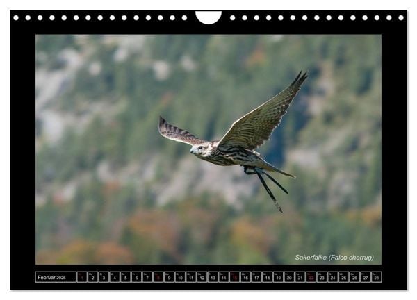 Produktbild: Falken im Flug und im Portr&auml;t (Wandkalender 2026 DIN A4 quer), CALVENDO Monatskalender