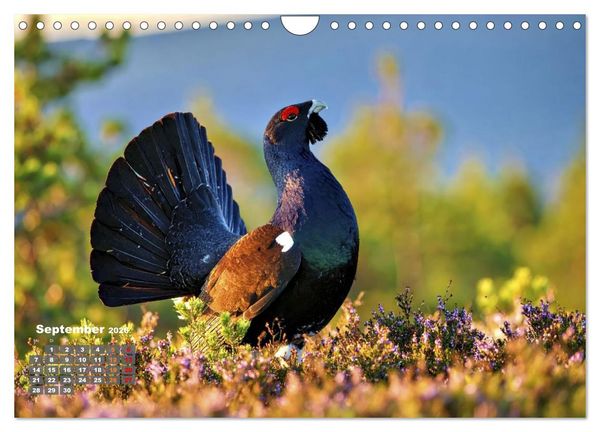 Produktbild: Stark wie der Auerhahn (Wandkalender 2026 DIN A4 quer), CALVENDO Monatskalender