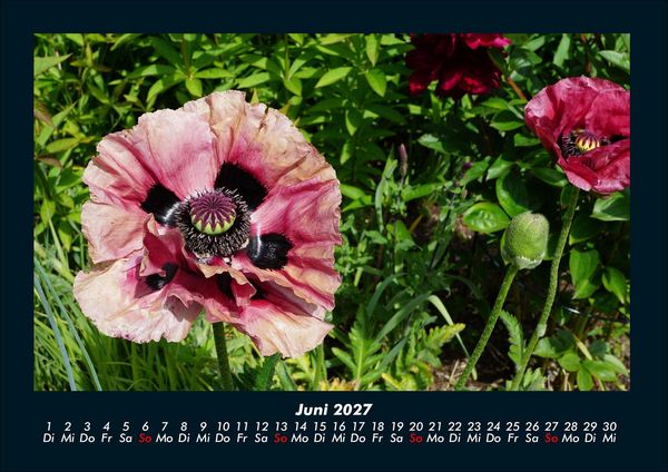 Produktbild: Blumenzauber 2027 Fotokalender DIN A4
