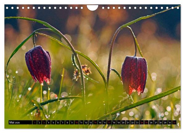 Produktbild: Die Schachbrettblume (Wandkalender 2026 DIN A4 quer), CALVENDO Monatskalender