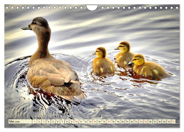 Produktbild: Enten. Beliebt, h&uuml;bsch und imposant (Wandkalender 2026 DIN A4 quer), CALVENDO Monatskalender
