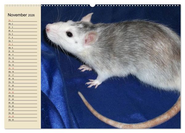 Produktbild: Ratten. Gelehrige Haustiere (Wandkalender 2026 DIN A2 quer), CALVENDO Monatskalender