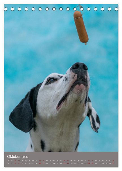 Produktbild: Hundegesichter beim W&uuml;rstchenschnappen (Tischkalender 2026 DIN A5 hoch), CALVENDO Monatskalender