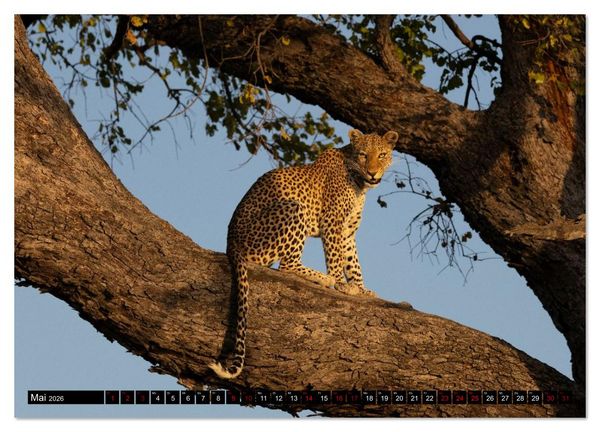 Produktbild: Komm mit auf Safari! Botswana und S&uuml;dafrika (Wandkalender 2026 DIN A3 quer), CALVENDO Monatskalender