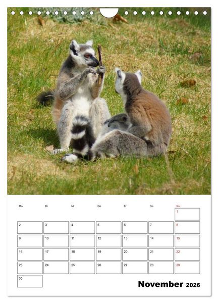 Produktbild: Katta Terminplaner (Wandkalender 2026 DIN A4 hoch), CALVENDO Monatskalender
