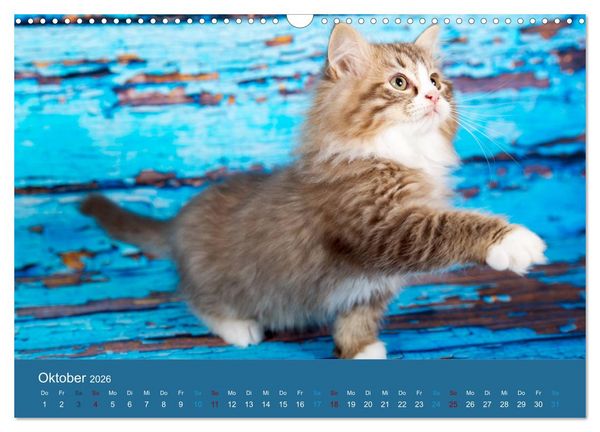 Produktbild: Verspielte Ragdolls - Sanfte Katzen in seidigem Haarkleid (Wandkalender 2026 DIN A3 quer), CALVENDO Monatskalender