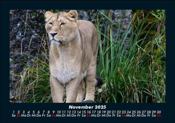 Produktbild: L&ouml;wen in der Wildnis 2025 Fotokalender DIN A5