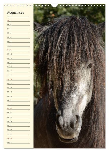 Produktbild: Islandpferde Geburtstagskalender (Wandkalender 2026 DIN A3 hoch), CALVENDO Monatskalender