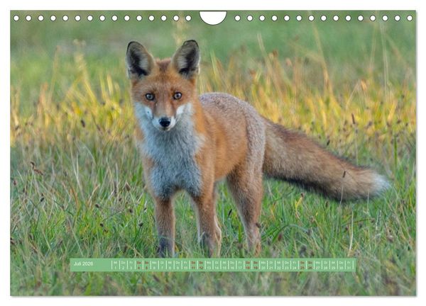 Produktbild: Wolfsburg - einfach tierisch (Wandkalender 2026 DIN A4 quer), CALVENDO Monatskalender