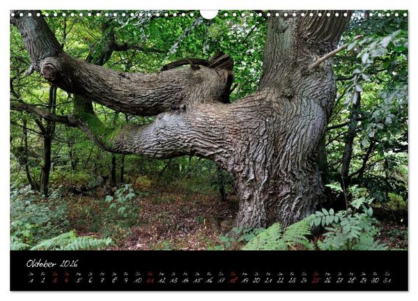 Produktbild: Insel R&uuml;gen - Impressionen (Wandkalender 2026 DIN A3 quer), CALVENDO Monatskalender