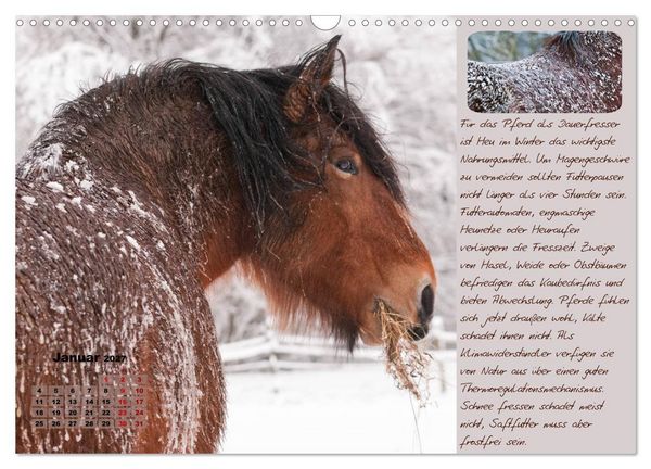 Produktbild: Pferdehaltung Tipps und Wissenswertes (Wandkalender 2027 DIN A3 quer), CALVENDO Monatskalender