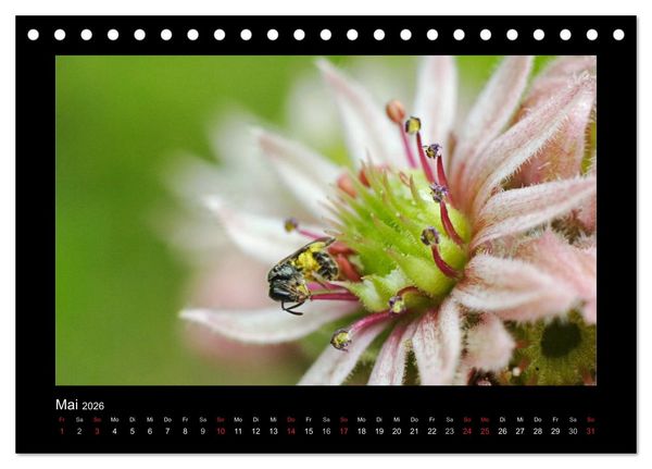 Produktbild: Die Wildbienen Deutschlands (Tischkalender 2026 DIN A5 quer), CALVENDO Monatskalender