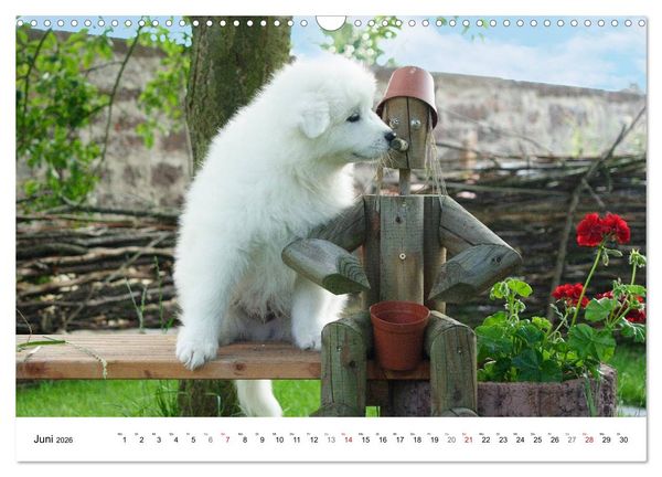 Produktbild: Samojeden Welpen (Wandkalender 2026 DIN A3 quer), CALVENDO Monatskalender