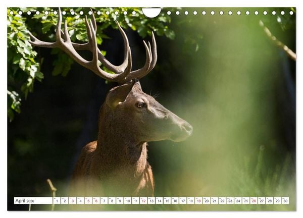 Produktbild: Emotionale Momente: Hirschbrunft (Wandkalender 2026 DIN A4 quer), CALVENDO Monatskalender
