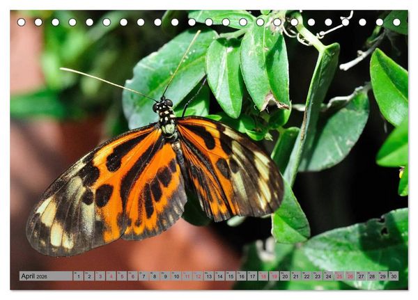 Produktbild: Butterfly's - Schmetterlinge f&uuml;r Zuhause (Tischkalender 2026 DIN A5 quer), CALVENDO Monatskalender
