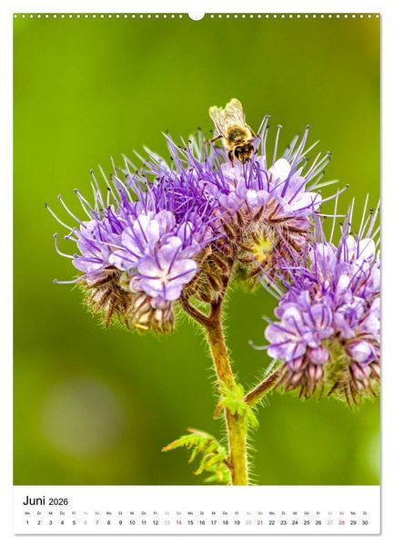 Produktbild: BIENEN - Kleine N&uuml;tzlinge ganz nah (hochwertiger Premium Wandkalender 2026 DIN A2 hoch), Kunstdruck in Hochglanz