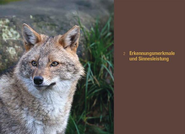 Produktbild: Der Goldschakal