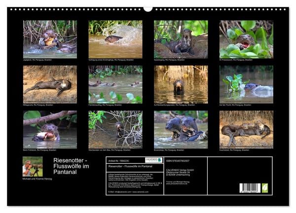 Produktbild: Riesenotter - Flussw&ouml;lfe im Pantanal (Wandkalender 2026 DIN A2 quer), CALVENDO Monatskalender