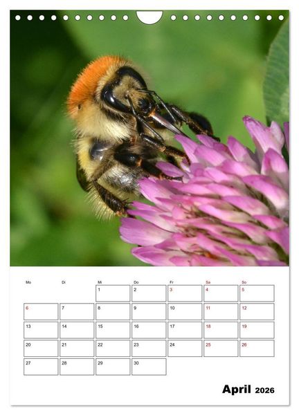 Produktbild: Hummeln und Bienen Terminplaner (Wandkalender 2026 DIN A4 hoch), CALVENDO Monatskalender