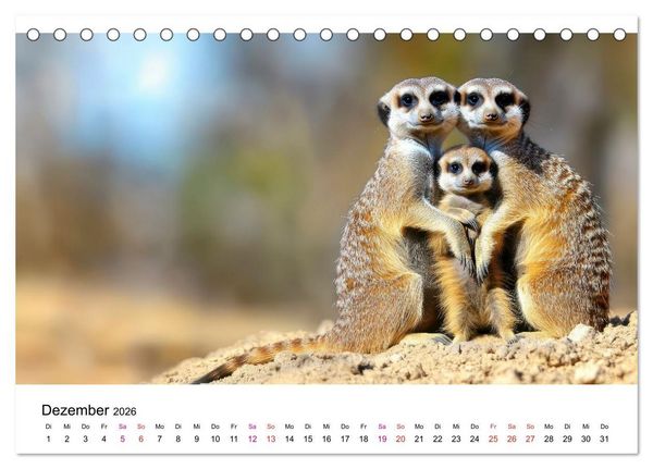 Produktbild: Erdm&auml;nnchen - klein, frech, neugierig (Tischkalender 2026 DIN A5 quer), CALVENDO Monatskalender