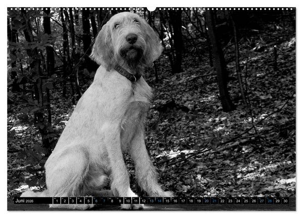 Produktbild: Carissimo Spinone Italiano (hochwertiger Premium Wandkalender 2026 DIN A2 quer), Kunstdruck in Hochglanz