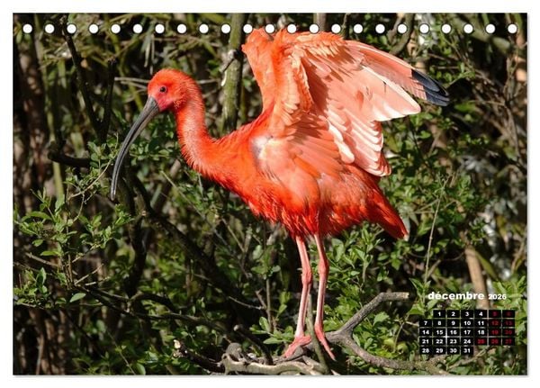 Produktbild: Oiseaux exotiques (Calendrier de bureau 2026 DIN A5 vertical), CALVENDO calendrier mensuel