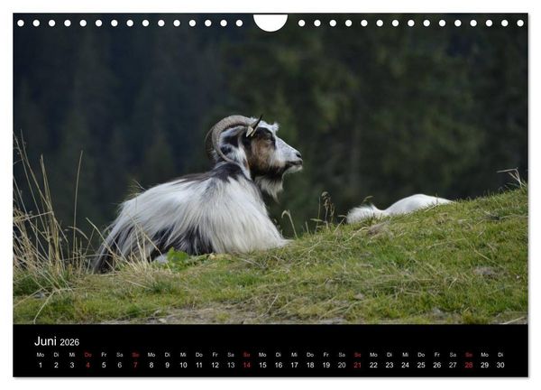 Produktbild: Maramures - Rum&auml;niens zeitloser Norden (Wandkalender 2026 DIN A4 quer), CALVENDO Monatskalender