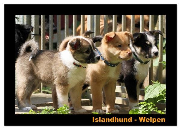 Islandhund - Welpen / CH-Version (Tischkalender 2026 DIN A5 quer), CALVENDO Monatskalender