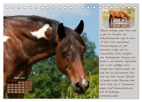 Produktbild: Pferdehaltung Tipps und Wissenswertes (Tischkalender 2027 DIN A5 quer), CALVENDO Monatskalender