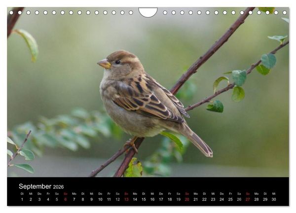Produktbild: Freche Spatzen (Wandkalender 2026 DIN A4 quer), CALVENDO Monatskalender