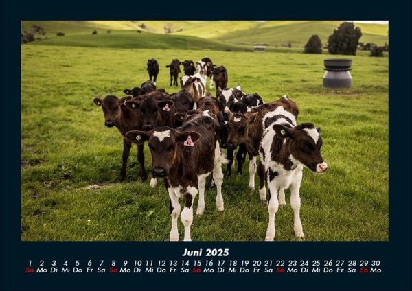 Produktbild: Kuhkalender 2025 Fotokalender DIN A4