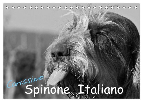 Produktbild: Carissimo Spinone Italiano (Tischkalender 2026 DIN A5 quer), CALVENDO Monatskalender