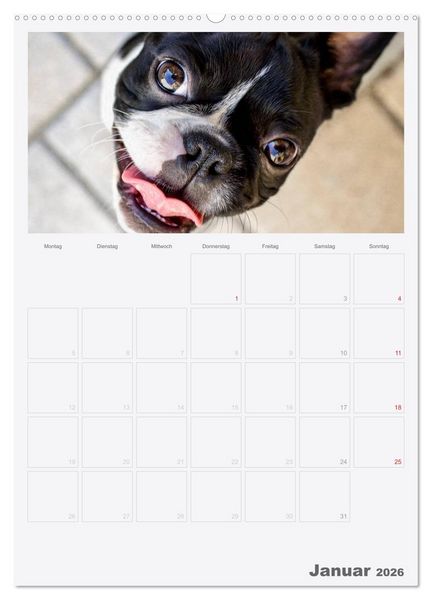 Produktbild: Boston Terrier der Hund 2026 (hochwertiger Premium Wandkalender 2026 DIN A2 hoch), Kunstdruck in Hochglanz