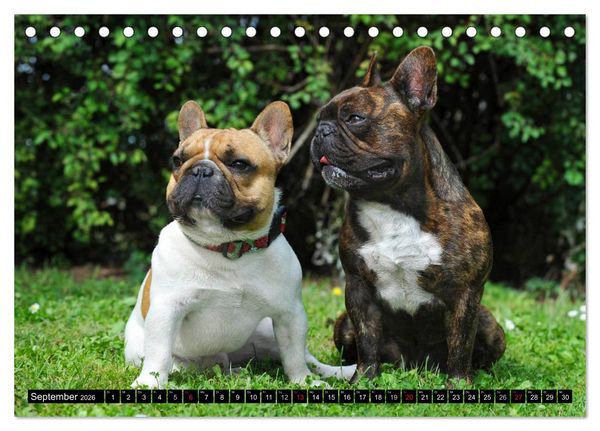 Produktbild: Franz&ouml;sische Bulldogge - Clown auf 4 Pfoten (Tischkalender 2026 DIN A5 quer), CALVENDO Monatskalender