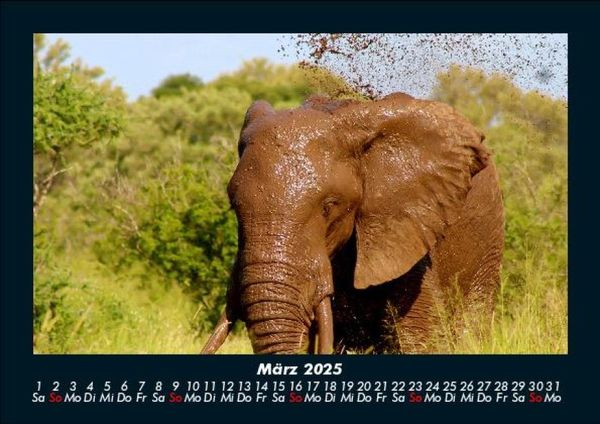 Produktbild: Elefanten 2025 Fotokalender DIN A5