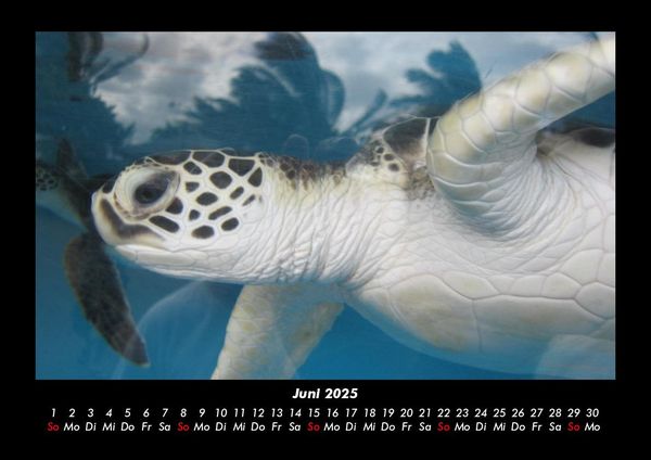 Produktbild: Schildkr&ouml;tenzauber 2025 Fotokalender DIN A3