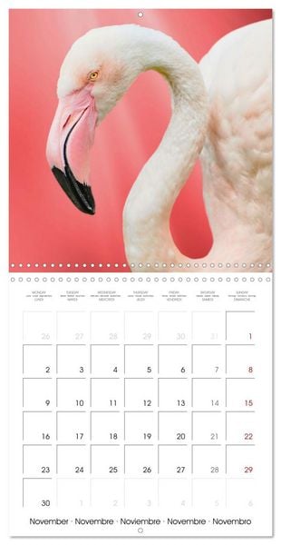 Produktbild: Wonderful Birds (Wall Calendar 2026 12 &times; 12 Inch) CALVENDO 12 Month Wall Calendar