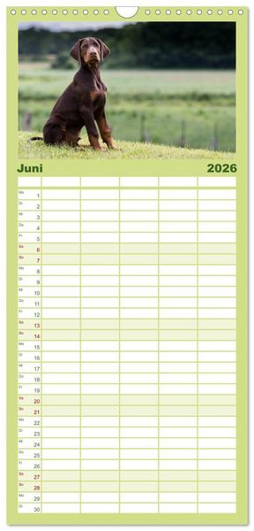 Produktbild: Familienplaner 2026 - Dobermann mit 5 Spalten (Wandkalender, 21 x 45 cm) CALVENDO