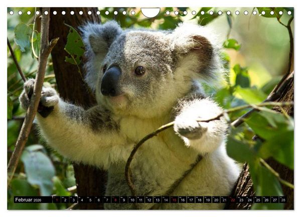 Produktbild: Australiens Tierwelt (Wandkalender 2026 DIN A4 quer), CALVENDO Monatskalender