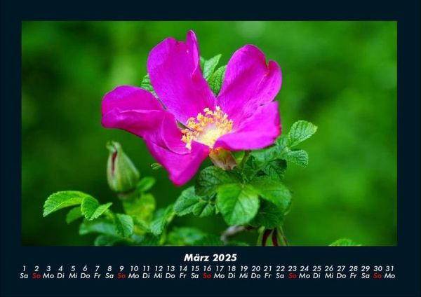 Produktbild: Rosen-Kalender 2025 Fotokalender DIN A4