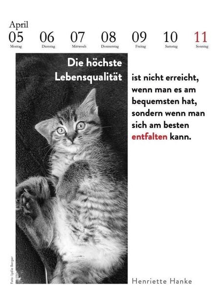Produktbild: Der literarische Katzenkalender 2027