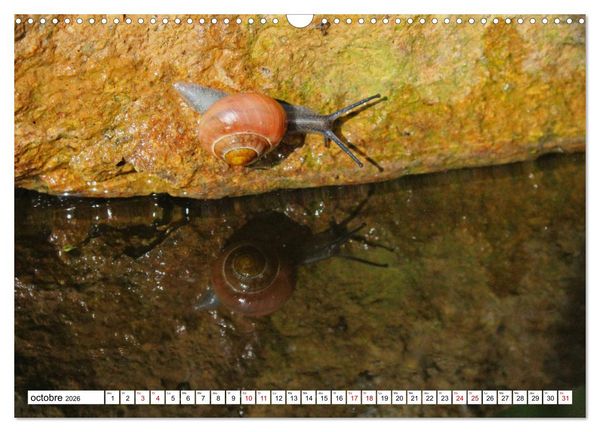 Produktbild: Admirons les escargots (Calendrier mural 2026 DIN A3 vertical), CALVENDO calendrier mensuel