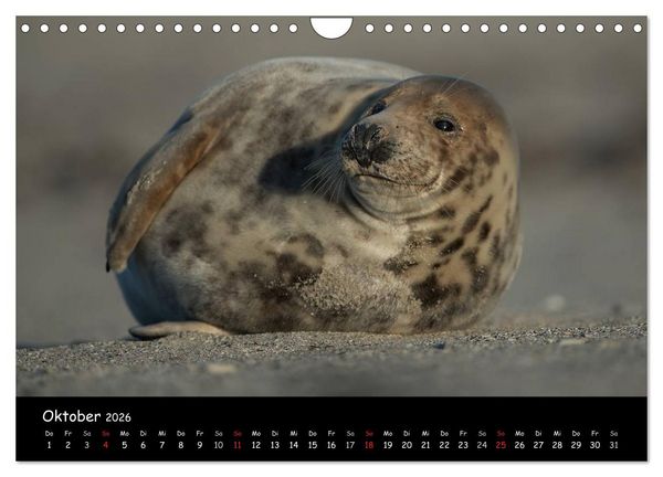 Produktbild: Robben auf Helgoland 2026 (Wandkalender 2026 DIN A4 quer), CALVENDO Monatskalender