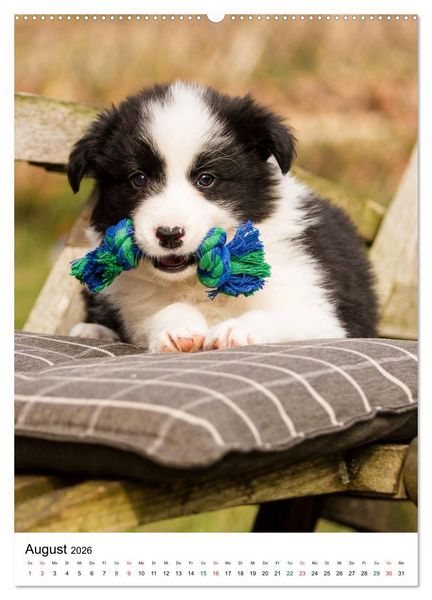Produktbild: Border Collie Zuckerschnuten (hochwertiger Premium Wandkalender 2026 DIN A2 hoch), Kunstdruck in Hochglanz