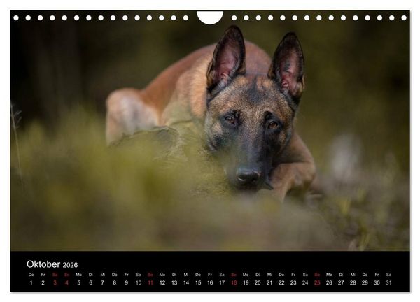 Produktbild: Belgischer Sch&auml;ferhund - Der Malinois (Wandkalender 2026 DIN A4 quer), CALVENDO Monatskalender