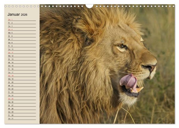 Produktbild: L&ouml;wen. Majest&auml;tische Kraft (Wandkalender 2026 DIN A3 quer), CALVENDO Monatskalender