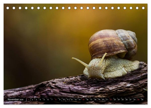 Produktbild: Salamander und Co. (Tischkalender 2026 DIN A5 quer), CALVENDO Monatskalender
